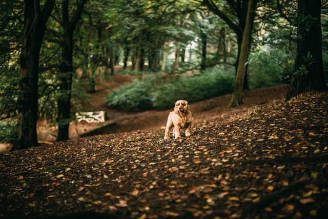 Randonnée Avec Son Chien Ce Quil Faut Faire Et Ne Pas